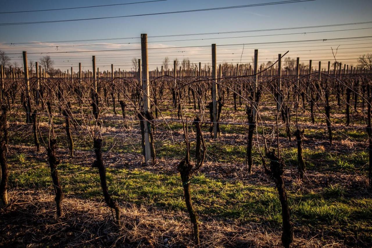 Agriturismo iL CASONE Zoppola Esterno foto